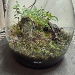 値下げ　GEX ガラスケース　グラスアクア　苔の画像