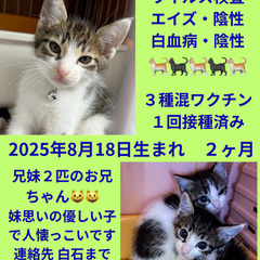 譲渡会参加　シロキジ兄