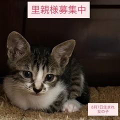 小さな体で元気いっぱい「しっぽちゃん」2ヶ月メス