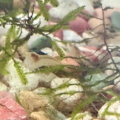 ミナミヌマエビ　15匹の画像