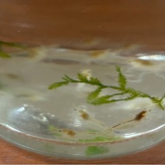 ミナミヌマエビ　15匹の画像