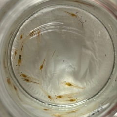 ミナミヌマエビ　15匹の画像