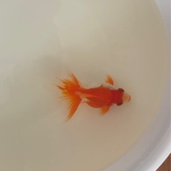 金魚　琉金※写真追加の画像