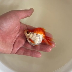 金魚　琉金※写真追加の画像