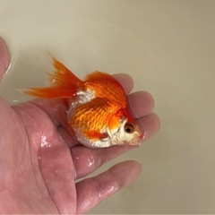 金魚　琉金※写真追加の画像