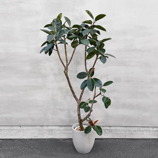 観葉植物 フィカス バーガンディ　220cm