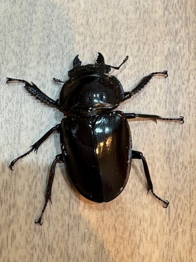 大歯 西表島東部 後良川産 ヤエヤママルバネクワガタ ペア オスメス