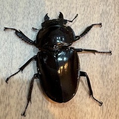大歯　西表島東部　後良川産　ヤエヤママルバネクワガタ　ペア　オスメス　の画像