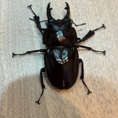大歯　西表島東部　後良川産　ヤエヤママルバネクワガタ　ペア　オスメス　の画像