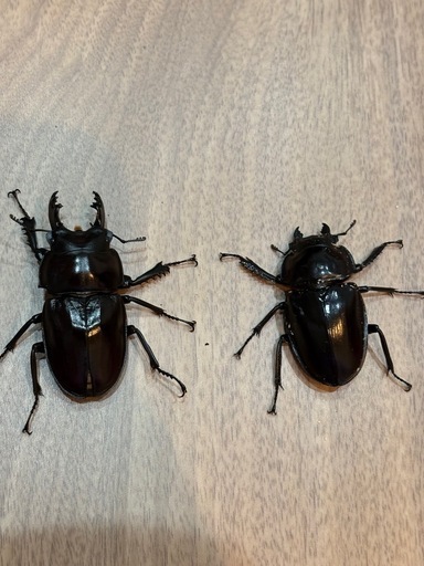 大歯　西表島東部　後良川産　ヤエヤママルバネクワガタ　ペア　オスメス