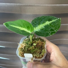アグラオネマ　ピクタム　トリカラー　4の画像