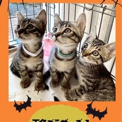 🎃🐱ねこまる🐱🎃保護猫譲渡会🐈🐈‍⬛🐱ファミーユ尾ノ上ホール - 熊本市