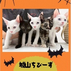 🎃🐱ねこまる🐱🎃保護猫譲渡会🐈🐈‍⬛🐱ファミーユ尾ノ上ホール - その他