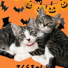 🎃🐱ねこまる🐱🎃保護猫譲渡会🐈🐈‍⬛🐱ファミーユ尾ノ上ホール − 熊本県