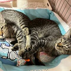 in春日井市☆子猫もいっぱい☆保護猫達を暖かいオウチに迎え…