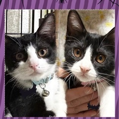 🎃🐱ねこまる🐱🎃保護猫譲渡会🐈🐈‍⬛🐱ファミーユ尾ノ上ホール - イベント