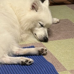 🐾 わんちゃんの未病ケアに“気功ヒーリング”を取り入れてみません...