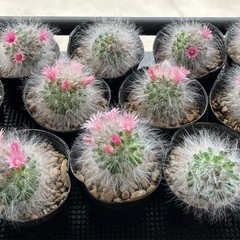 赤花高砂の画像