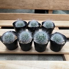 赤花高砂の画像