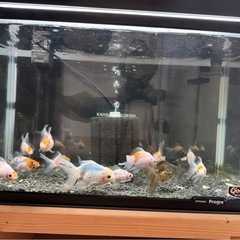 金魚の画像