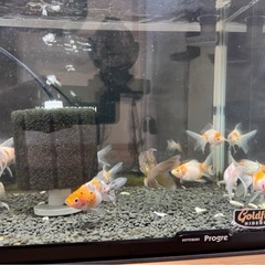 金魚の画像