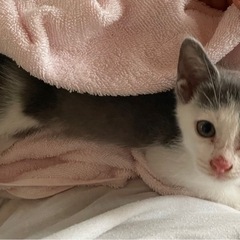 生後6〜7週のメスの子猫　※注射など必要な処置はしてお渡しします