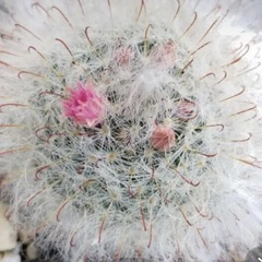 赤花高砂の画像