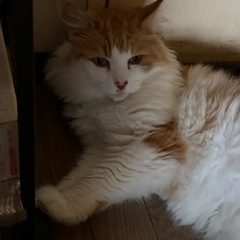 ノルウェージャンフォレストキャット里親至急募集