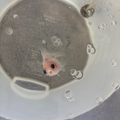 金魚　シルク　ローズテール琉金の画像