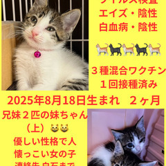 譲渡会参加　シロキジ