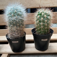 エリオシケ 銀翁玉 他
の画像