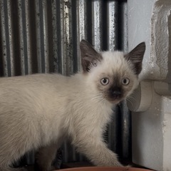 外にいる猫です