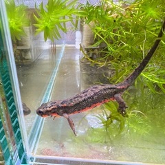 アカハライモリ　色彩変異個体　アダルトペアの画像