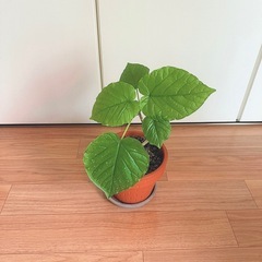 観葉植物🪴ハートの葉っぱ🪴❤︎
の画像