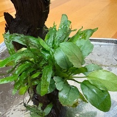 水草活着流木　ミクロソリュウム&アヌビアスナナジェイド
の画像