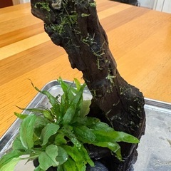 水草活着流木　ミクロソリュウム&アヌビアスナナジェイド
の画像