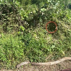 ズズメバチの巣