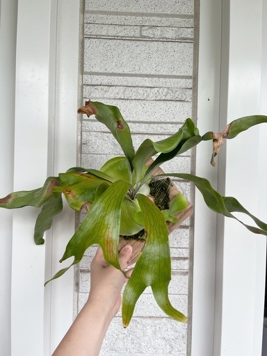 子株付き！コウモリラン ビカクシダ ニッキー 子株 観葉植物
