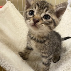 1ヵ月前後のキジトラ兄妹３匹