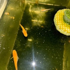 皇帝ラメメダカ稚魚　1匹の画像