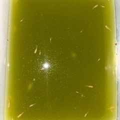 皇帝ラメメダカ稚魚　1匹の画像