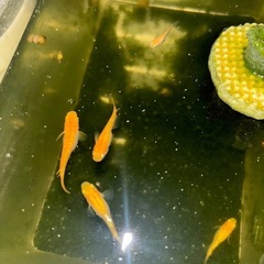 皇帝ラメメダカ稚魚　1匹の画像