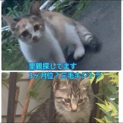 緊急里親募集