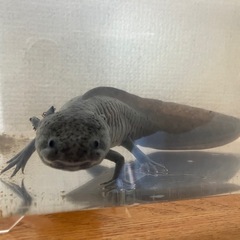 ウーパールーパーの画像