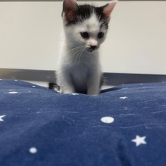 1ヶ月オス♂🐱