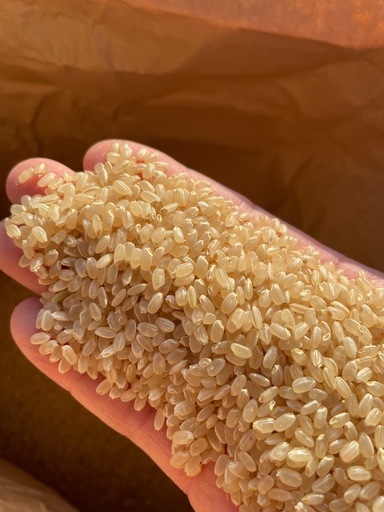 【残り2袋】7年度産　新米コシヒカリ　玄米　30kg