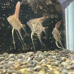 36センチ水槽 セット+ エンゼルフィッシュ5匹の画像