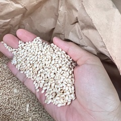 新米 もち米　玄米　20キロ　の画像