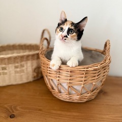 サザエちゃん♡丸いしっぽが可愛いミケ