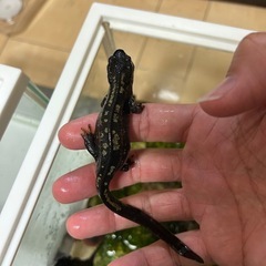 オキナワシリケンイモリ　オス探しております